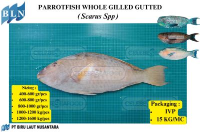 PARROTFISH WHOLE GILLED GUTTED